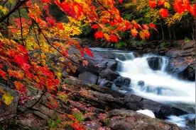 鸟语花香沁心脾，潺潺流水动人心视频封面