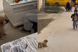 小奶狗路口等待小主人放学回家，随后一幕令人动容视频封面