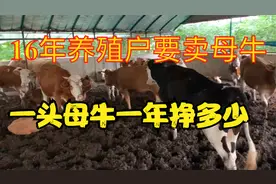 养母牛一年能挣多少钱，听16年老养牛户咋说，为啥他却要卖母牛？视频封面