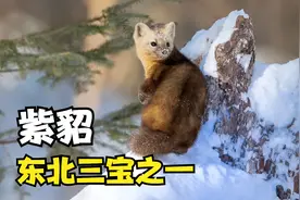 长白山精灵，紫貂！东北三宝之一，太可爱了视频封面