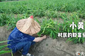 云南这个镇真富裕！为何镇上都是黄姜味？广西小伙不远千里来探秘视频封面