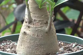 沙漠玫瑰茎干发软，很多花友不懂如何处理，这招最实用视频封面