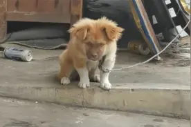 一只长着“人脸”的狗狗，这也太喜庆了，总感觉它跟一个人很像视频封面