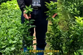 【真苗保卫战】金秋砂糖橘PK普通砂糖橘，教你一招鉴别假苗！视频封面