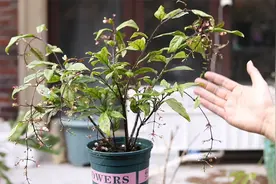 新买回家的垂丝茉莉怎么养？