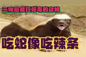 这三种动物专吃蛇，还能免疫蛇毒，吃蛇像吃辣条(不怕蛇毒的动物)视频封面
