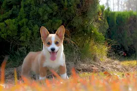 遛狗的最高境界：望着远处的狗狗，让我有种在大草原上放牧的错觉