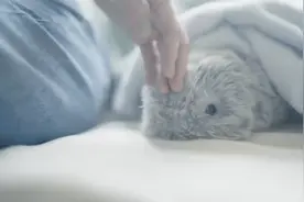 超萌的AI宠物机器人,还具有动物的情感能力,让你想拥有