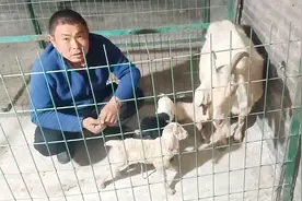 母羊不认小羊羔，我用了两种办法，同样是撒东西效果却不一样视频封面