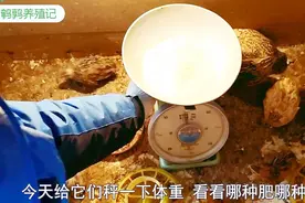不同品种的鹌鹑体重有多少？拿秤测一下，最重有6两，最轻才1两！视频封面
