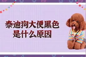 泰迪狗大便黑色是什么原因？多半是这几个问题引起的视频封面