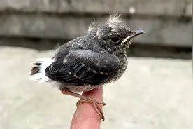 鸟宝宝想它妈妈，绝食一天不吃东西，主人担心不已