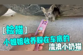 小姐姐收养躲在大车底下的2只流浪狸花猫．用猫条获得信任带回家视频封面