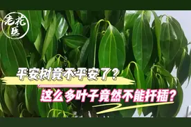 花友寄养平安树，平安树竟不平安？这么多叶子竟然不能扦插？视频封面