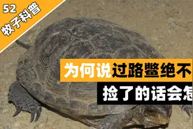 为何说过路鳖捡不得，这种鳖有何特别之处？捡了的话会发生什么视频封面