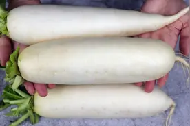 买白萝卜时怎么选？老菜农：碰到这样的白萝卜再好也别买，浪费钱