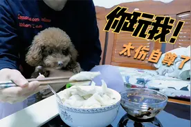 主人吃饭故意戏弄狗狗，小泰迪看明白后愤然离席，你这是玩谁呢？