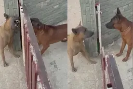 演技一流！泰国两只狗隔着门冲对方狂吠，门打开后秒怂温柔对视