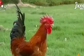 仙居鸡是一个优良品种，它的体貌外形很有特点，生产性能怎样呢？