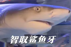 为了取到鲨鱼牙费尽心机！视频封面