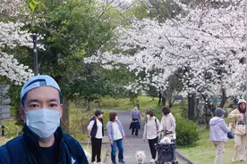 日本人赏樱氛围很好，听说他们爱樱花是跟咱们学的，到底咋回事？