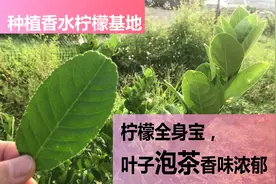 种植香水柠檬基地，柠檬全身宝，叶子泡茶香味浓郁视频封面
