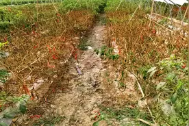 根腐病这样防治最轻松，只需防3次，一季都不发生视频封面