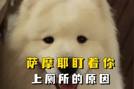 萨摩耶为什么喜欢经常盯着你上厕所？
