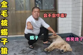 金毛的脚被蝎子蛰了，疼的它腿都不能动了，这可咋办会不会中毒？视频封面