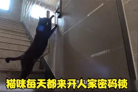 猫咪每天都来开人家密码锁，主人备受其扰，最后直接收编