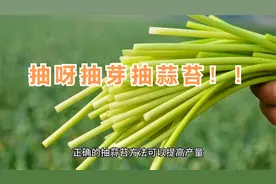 想要丰收，大蒜抽蒜苔技巧你必须掌握！视频封面