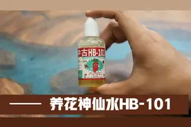 养花“神仙水”HB101，真的有用吗？园艺师教你，它是肯定有用的视频封面