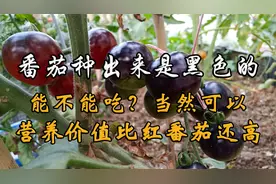 番茄种出来是黑色的能吃么？不仅能吃，营养价值还比红番茄高视频封面