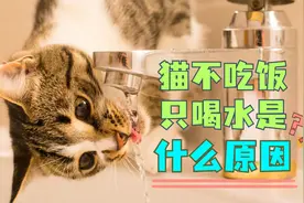 猫不吃饭只喝水是什么原因？铲屎官一定要重视！视频封面