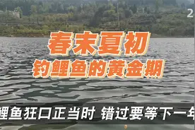 钓鲤鱼的黄金季节和时间！新手户外野钓鲤鱼休闲垂钓技巧知识教学视频封面