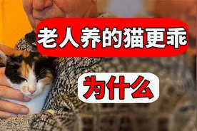 为什么老人养的猫更乖？