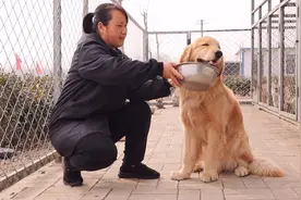 令人匪夷所思！寄养的金毛离开主人后十几天不肯吃东西视频封面