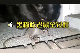 EP.02老鼠奋力挣脱还是被黑猫吃掉场面血腥重口味不喜勿点视频封面