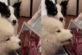 萨摩耶狂舔电脑屏幕“云吃饭”给边牧看懵了，随后边牧的操作亮了视频封面