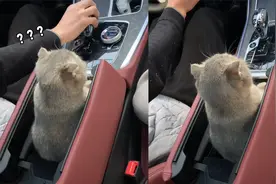 猫咪乖乖坐在扶手箱内，不料主人误将猫头当挡挂：没点准头！视频封面