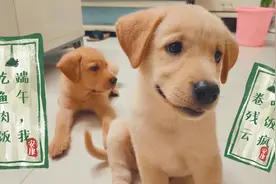 两个月的小奶狗吃鱼肉青菜饭，风卷残云30秒秒吞完一碗，给吃破产