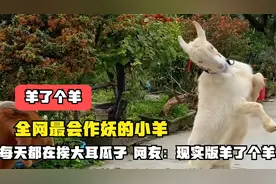 全网最会作妖的小羊，每天都在挨大耳瓜子，网友：现实版羊了个羊视频封面
