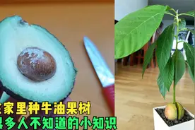 牛油果果核不要扔，教你用花盆种，5年结满树果实，家人都夸聪明视频封面