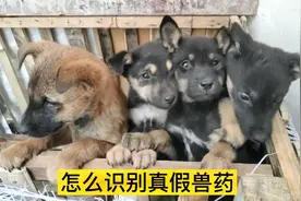 养殖狗狗的小伙教你，国家兽药二维码溯源，网友直呼太好用了视频封面