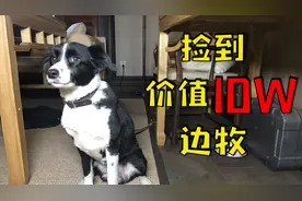 捡了只价值10万的边牧，智商真有人的7岁？我说的它都照做了！视频封面