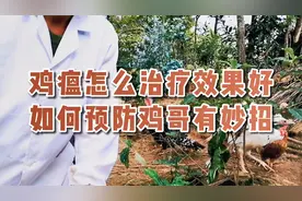 鸡瘟用什么药最有效、日常养殖如何预防，鸡哥这样解决！