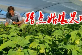 早上5点半的丹东农村，到种植大棚蹭姑娘果吃，一问价钱不敢吃了视频封面