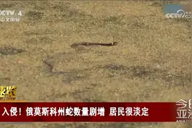 入侵！俄莫斯科州蛇数量剧增 居民很淡定视频封面