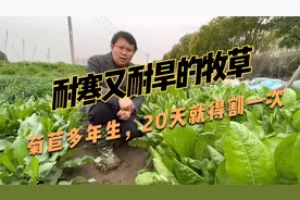 养猪、鸡鸭鹅优质牧草，菊苣20天收割一茬，种一次收割8年左右视频封面