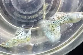 观赏鱼炸鳞，其实能恢复，告诉你个小办法，孔雀鱼挺好治的视频封面